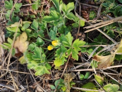 Ranunculus japonicus