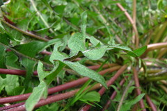 Taraxacum theodori
