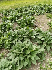 Symphytum caucasicum