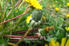 Taraxacum theodori