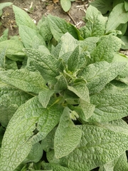 Symphytum caucasicum