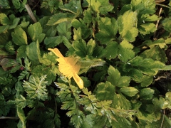 Ranunculus japonicus