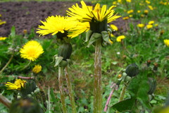 Taraxacum theodori
