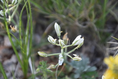 Ornithogalum