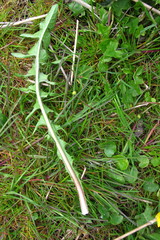 Taraxacum theodori