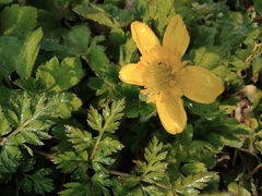 Ranunculus japonicus