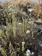 Origanum onites