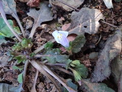 Mazus miquelii