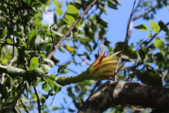 Selenicereus spinulosus