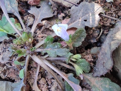 Mazus miquelii