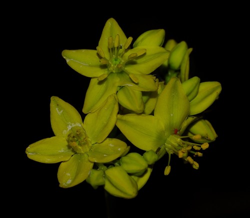 Haplophyllum linifolium subsp. africanum image