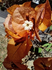 Bougainvillea