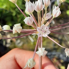 Allium hyalinum