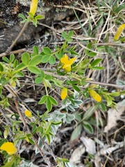Chamaecytisus ruthenicus