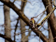Fringilla coelebs