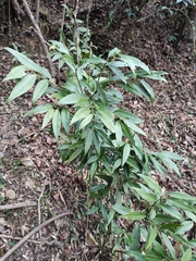 Sarcococca orientalis