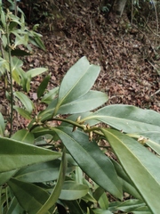 Sarcococca orientalis
