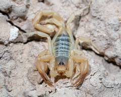 Smeringurus