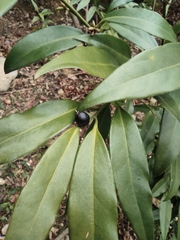 Sarcococca orientalis