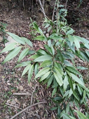 Sarcococca orientalis