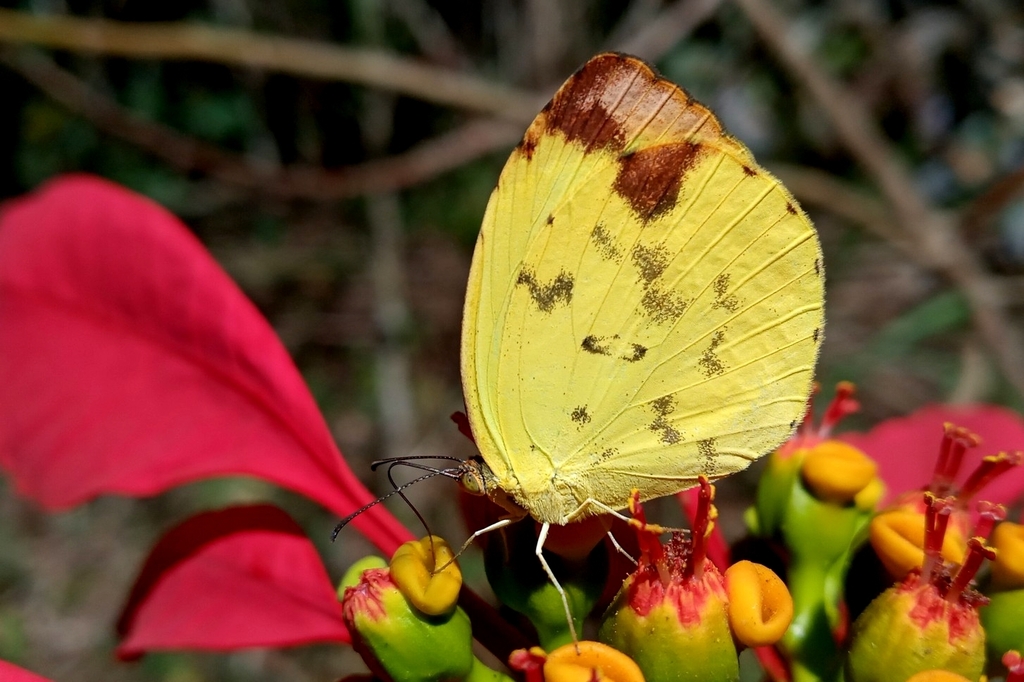 Dina Yellow