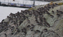 Calidris ptilocnemis