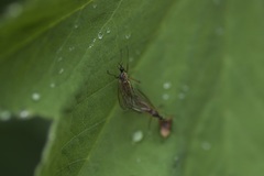 Empis trigramma