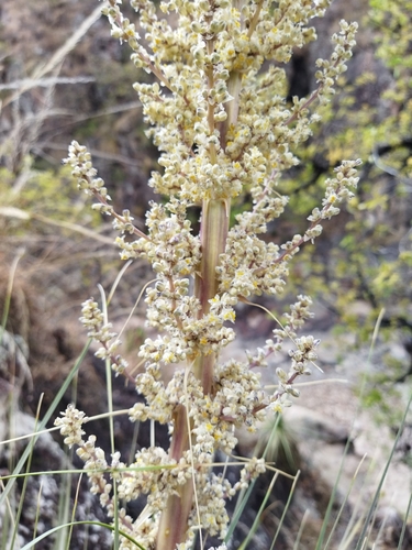 Nolina caxcana