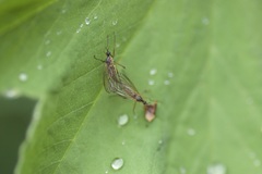 Empis trigramma