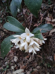Daphne papyracea