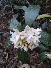 Daphne papyracea