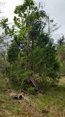 Juniperus maritima