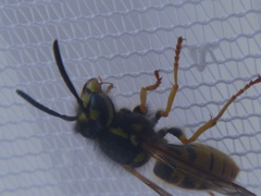 Vespula germanica