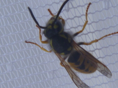 Vespula germanica