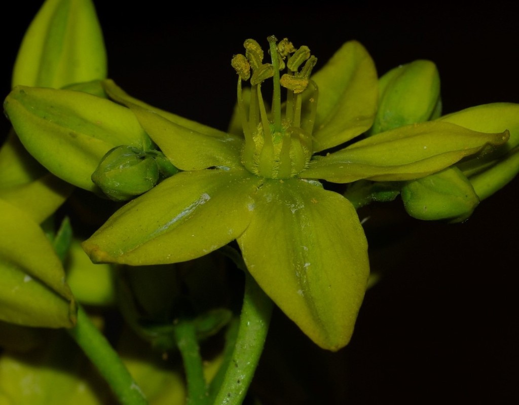 Haplophyllum