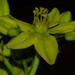 Haplophyllum - Photo (c) Rebbas, μερικά δικαιώματα διατηρούνται (CC BY-NC), uploaded by Rebbas