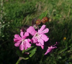 Carpocoris purpureipennis