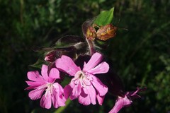 Carpocoris purpureipennis
