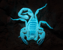 Smeringurus