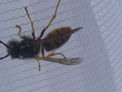 Vespula germanica
