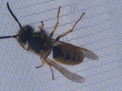 Vespula germanica