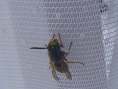 Vespula germanica