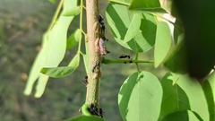 Oxyrhachis