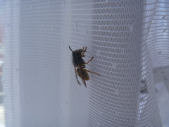 Vespula germanica