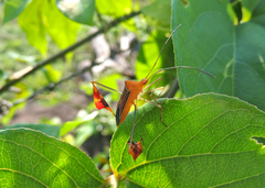 Anisoscelis podalicus