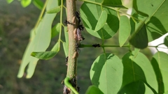Oxyrhachis
