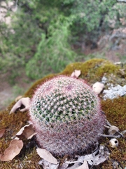 Mammillaria rhodantha fera-rubra