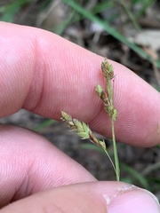 Carex oxylepis