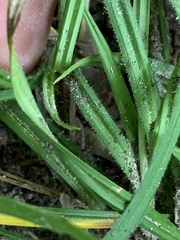 Carex oxylepis