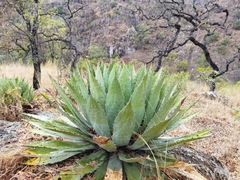 Agave maximiliana